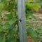 Garden Decoration Vineyard Fence Posts , Orchard Stakes Easy Installation