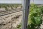 Plantations Vine Grape Trellis Posts , Grape Metal Post Stakes 0.45m -3.0m Length