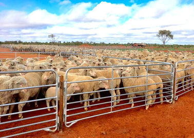 Portable Sheep Panels / Sheep Yard Panels Avoid Small Sheep Leave Out