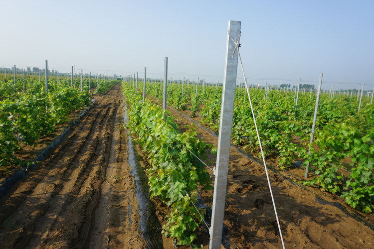 8ft Galvanised H Hole Type 2mm Vineyard Trellis Posts