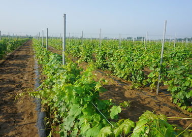 Hot Galvanized Metal Vineyard Trellis Posts H Type Notch Installation Easily