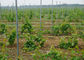 Corrosion Resistance Vineyard Trellis Posts 2.0mm Thickness For Grape Garden