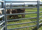 Heavy Duty 6 Rails Oval Tube 40X80MM Horse Yard Panel 1.8X2.1Meter Corral Fence Panel