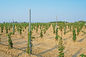 Long Lasting Metal Line Vineyard Posts Different Surface Treatment Optional