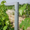 Spain Style Grape Manor Metal Vineyard Trellis Posts 2.4m H For Vine Plants