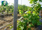 Silver Galvanized C Type Vineyard Poles , Grape Vine Posts Size 2.0MM X 2.5M