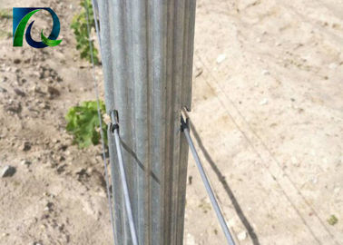 Strong Durable Steel Metal Vineyard Trellis Posts For 1.6-3.0MM Wire