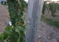 Galvanised 50x40MM Vineyard Trellis Posts For Big Wine Garden