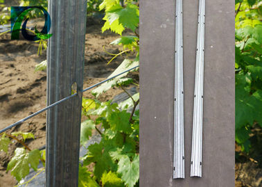 Zinc Coated 275G 1.5MM Thickness Vineyard Trellis Posts