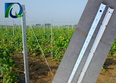 Zinc Coated 275G 1.5MM Thickness Vineyard Trellis Posts