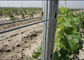 275G/M2 2.4M Height 1.5mm Metal Grape Vine Trellis For Orchard