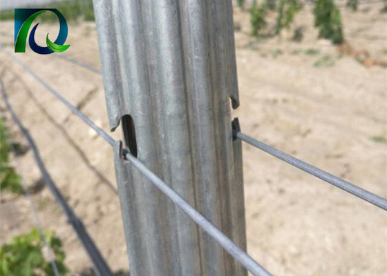 Steel Metal 1.8m Vineyard Trellis Posts For 1.6-3.0MM Wire